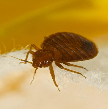 Mira Road Pest Control