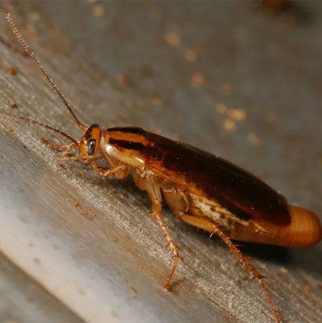 Mira Road Pest Control