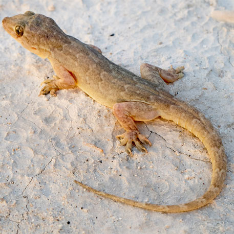 Mira Road Pest Control