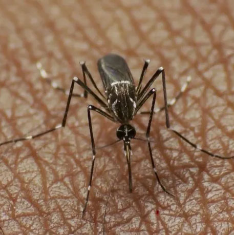 Mira Road Pest Control