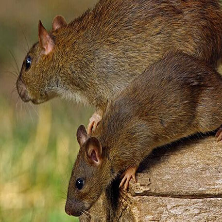 Mira Road Pest Control