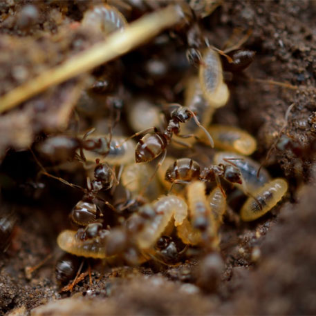 Mira Road Pest Control